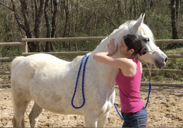 Séance d’ostéopathie équine réalisée sur un cheval en Haute-Garonne