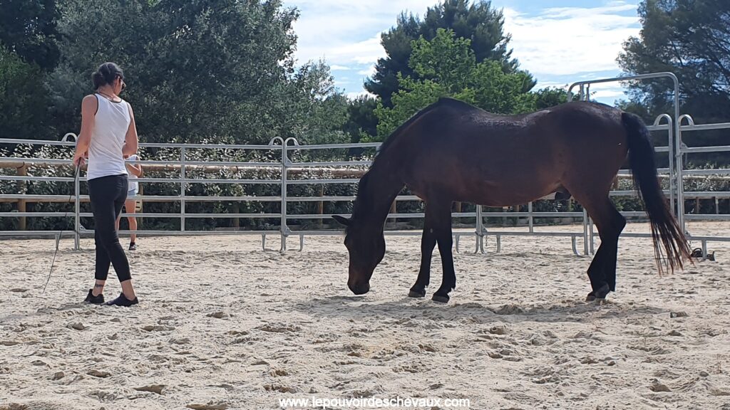 Caroline Scaccia accompagne une séance d’équicoaching avec un cheval près de Toulouse
